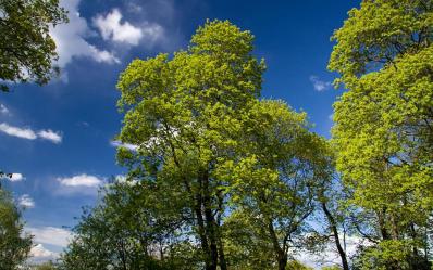 April - mesec prolećnih alergija